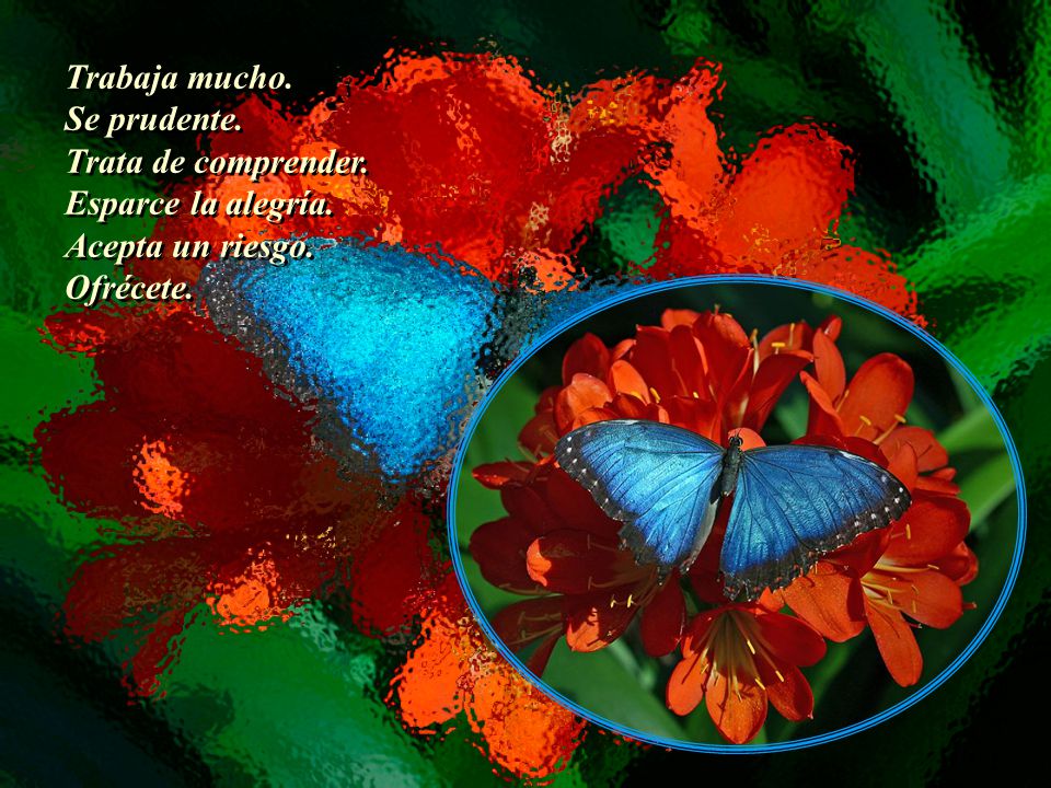 Trabaja mucho. Se prudente. Trata de comprender. Esparce la alegría. Acepta un riesgo. Ofrécete.