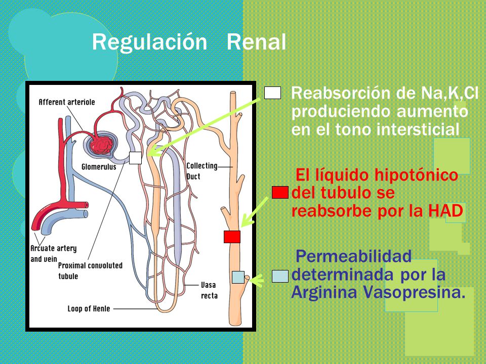 Regulación Renal Reabsorción de Na,K,Cl produciendo aumento en el tono intersticial. El líquido hipotónico del tubulo se reabsorbe por la HAD.