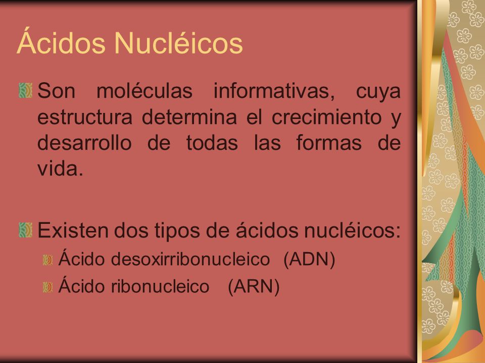Ácidos Nucléicos Son moléculas informativas, cuya estructura determina el crecimiento y desarrollo de todas las formas de vida.