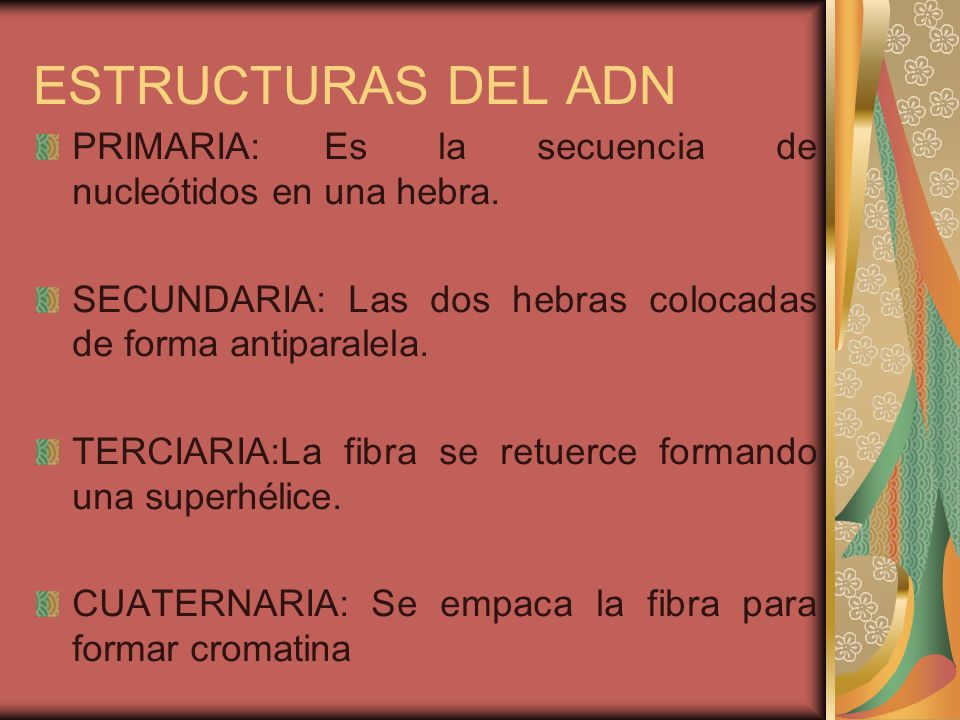 ESTRUCTURAS DEL ADN PRIMARIA: Es la secuencia de nucleótidos en una hebra. SECUNDARIA: Las dos hebras colocadas de forma antiparalela.