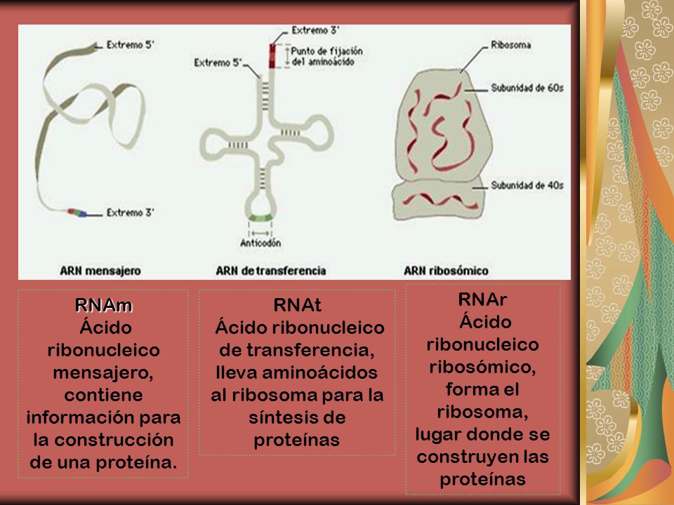 RNAr Ácido ribonucleico ribosómico, forma el ribosoma, lugar donde se construyen las proteínas. RNAm.