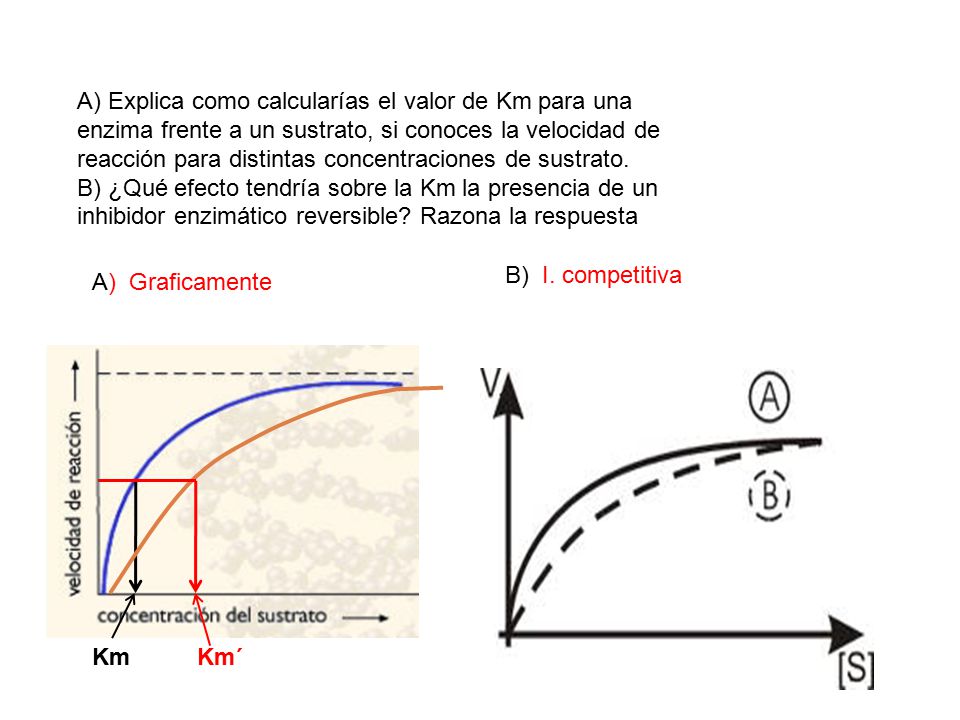 A) Explica como calcularías el valor de Km para una enzima frente a un sustrato, si conoces la velocidad de reacción para distintas concentraciones de sustrato.