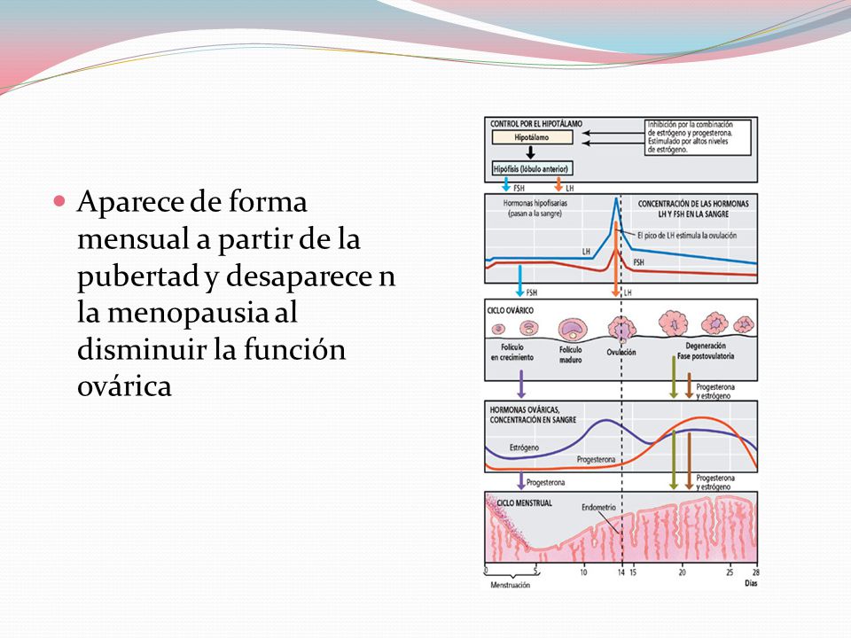 Aparece de forma mensual a partir de la pubertad y desaparece n la menopausia al disminuir la función ovárica