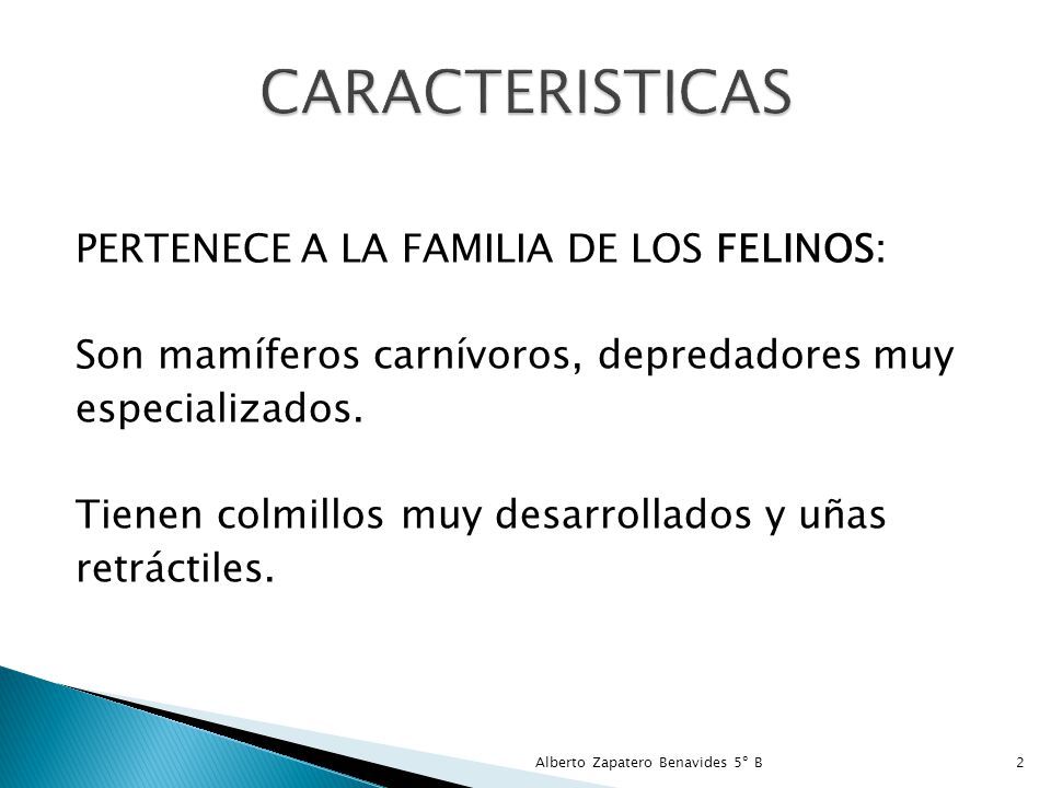 CARACTERISTICAS PERTENECE A LA FAMILIA DE LOS FELINOS: