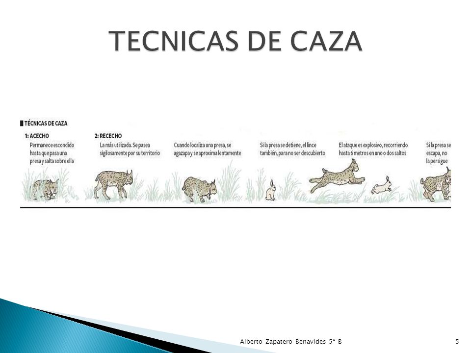 EL LINCE IBERICO Alberto zapatero Benavides 5ºB - ppt descargar