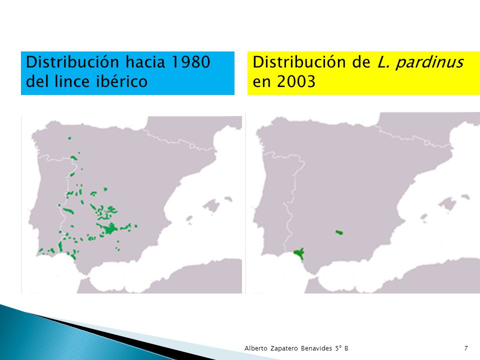 Distribución hacia 1980 del lince ibérico Distribución de L. pardinus