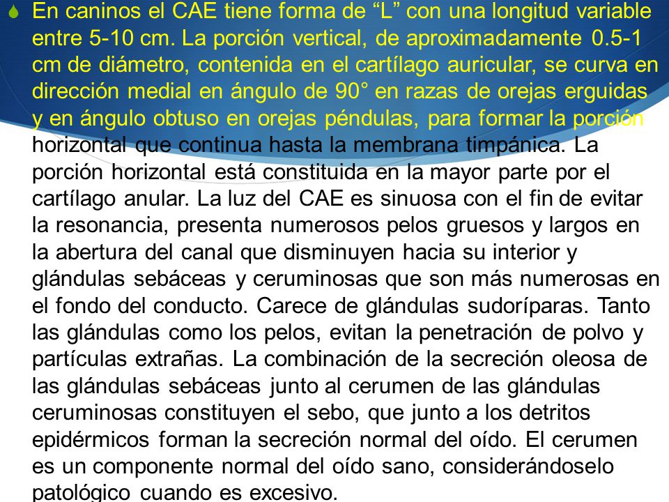 En caninos el CAE tiene forma de L con una longitud variable entre 5-10 cm.