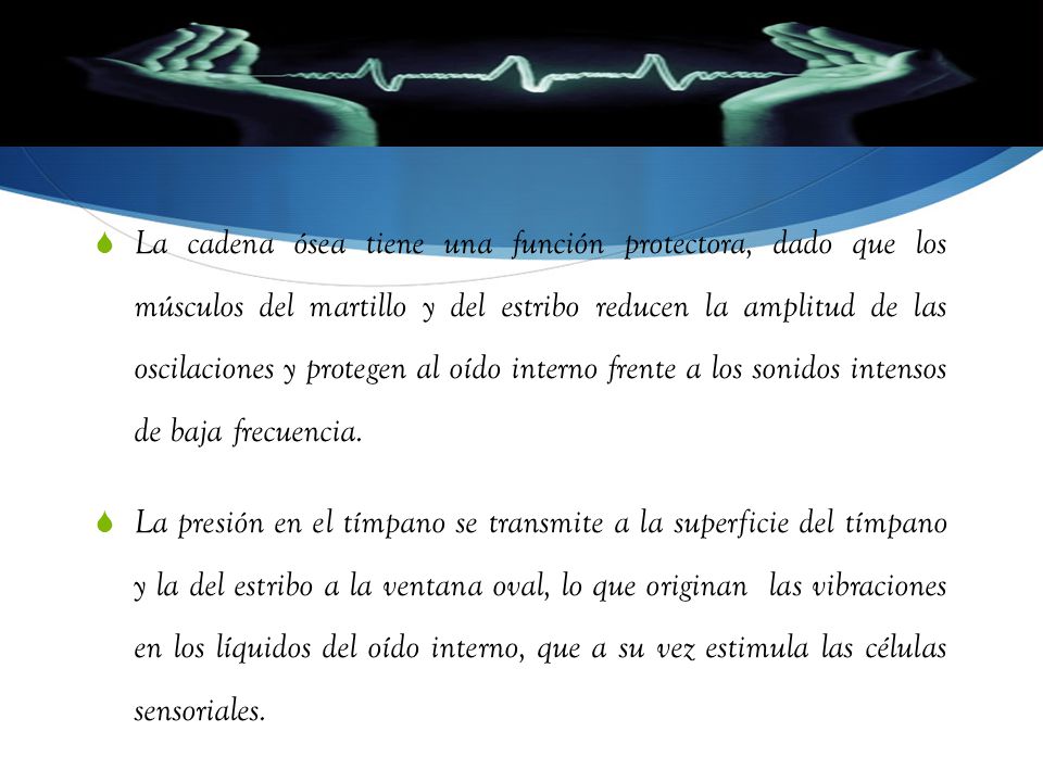 La cadena ósea tiene una función protectora, dado que los músculos del martillo y del estribo reducen la amplitud de las oscilaciones y protegen al oído interno frente a los sonidos intensos de baja frecuencia.