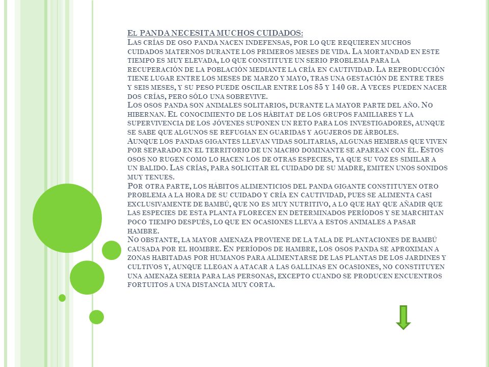 El PANDA NECESITA MUCHOS CUIDADOS: Las crías de oso panda nacen indefensas, por lo que requieren muchos cuidados maternos durante los primeros meses de vida.