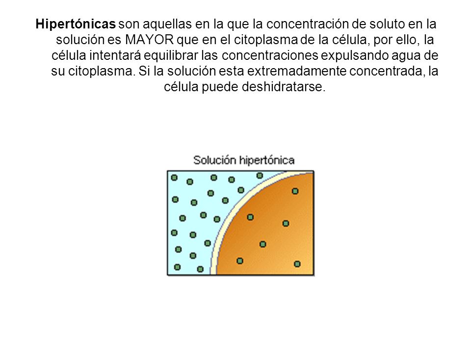 Hipertónicas son aquellas en la que la concentración de soluto en la solución es MAYOR que en el citoplasma de la célula, por ello, la célula intentará equilibrar las concentraciones expulsando agua de su citoplasma.