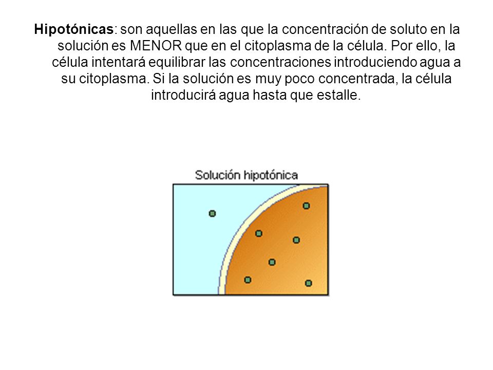 Hipotónicas: son aquellas en las que la concentración de soluto en la solución es MENOR que en el citoplasma de la célula.