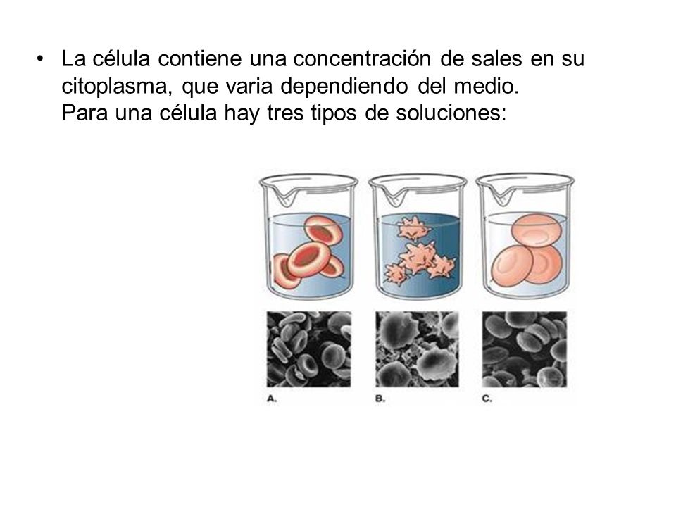 La célula contiene una concentración de sales en su citoplasma, que varia dependiendo del medio.