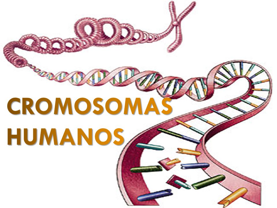 CROMOSOMAS HUMANOS