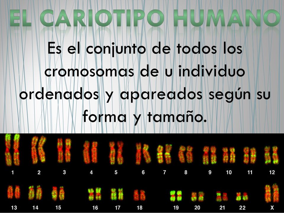 El Cariotipo Humano Es el conjunto de todos los cromosomas de u individuo ordenados y apareados según su forma y tamaño.