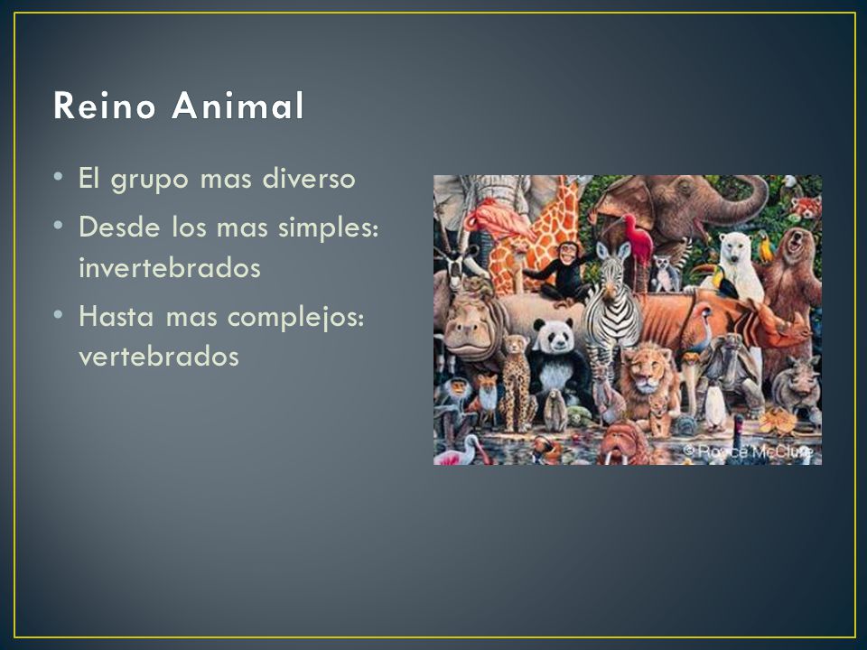 Reino Animal El grupo mas diverso Desde los mas simples: invertebrados