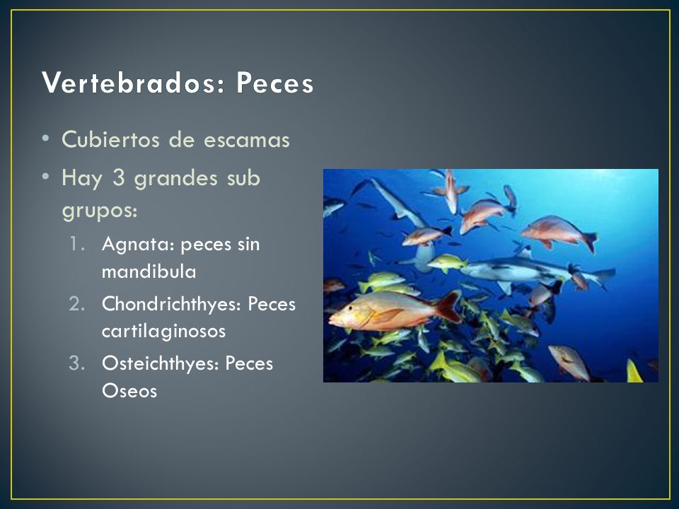 Vertebrados: Peces Cubiertos de escamas Hay 3 grandes sub grupos: