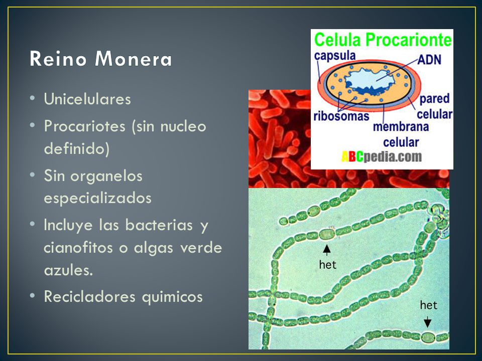 Reino Monera Unicelulares Procariotes (sin nucleo definido)