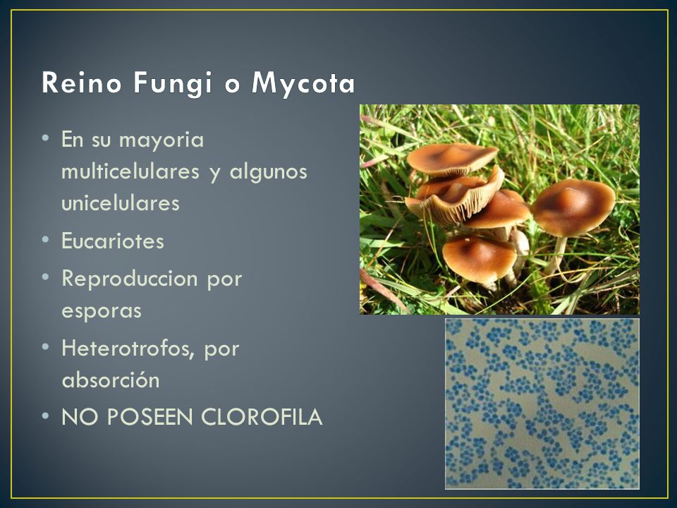 Reino Fungi o Mycota En su mayoria multicelulares y algunos unicelulares. Eucariotes. Reproduccion por esporas.