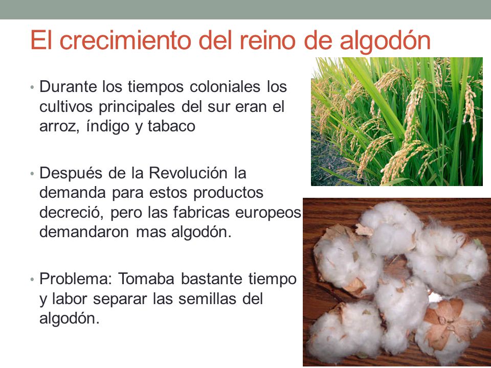 El crecimiento del reino de algodón