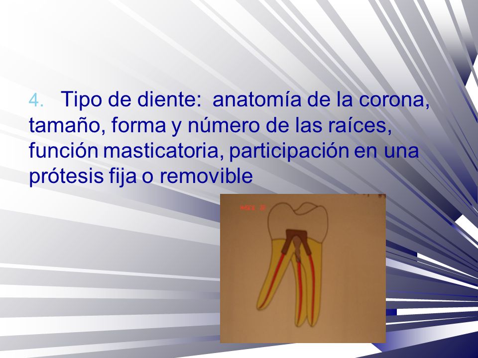 Tipo de diente: anatomía de la corona, tamaño, forma y número de las raíces, función masticatoria, participación en una prótesis fija o removible