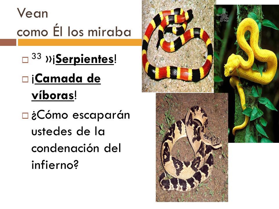 Vean como Él los miraba 33 »¡Serpientes! ¡Camada de víboras!