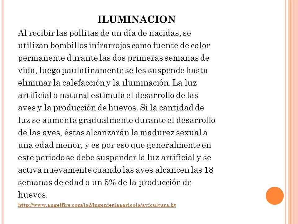 ILUMINACION Al recibir las pollitas de un día de nacidas, se
