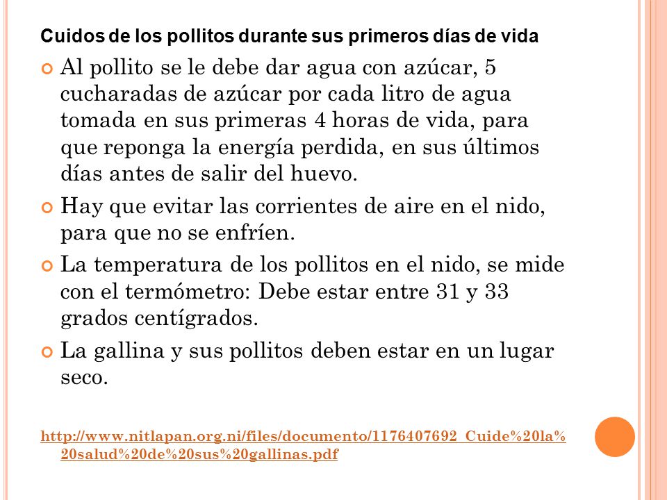 La gallina y sus pollitos deben estar en un lugar seco.
