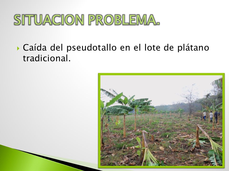 SITUACION PROBLEMA. Caída del pseudotallo en el lote de plátano tradicional.
