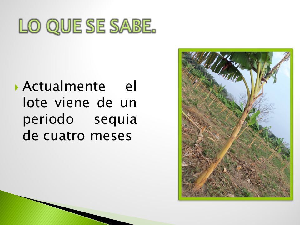 LO QUE SE SABE. Actualmente el lote viene de un periodo sequia de cuatro meses