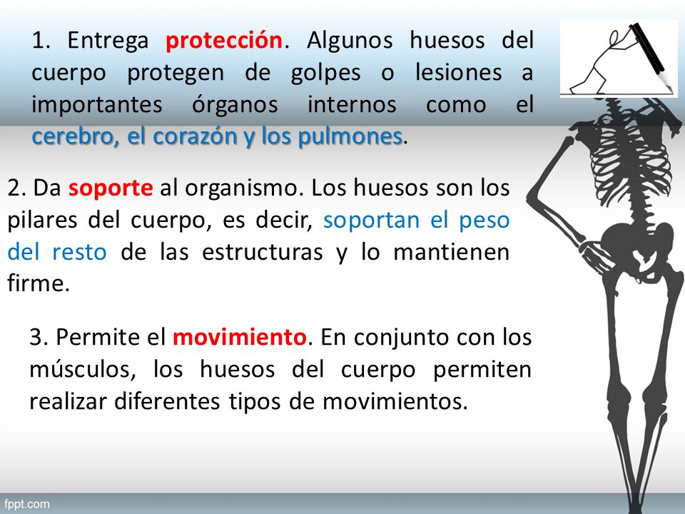 1. Entrega protección. Algunos huesos del cuerpo protegen de golpes o lesiones a importantes órganos internos como el cerebro, el corazón y los pulmones.