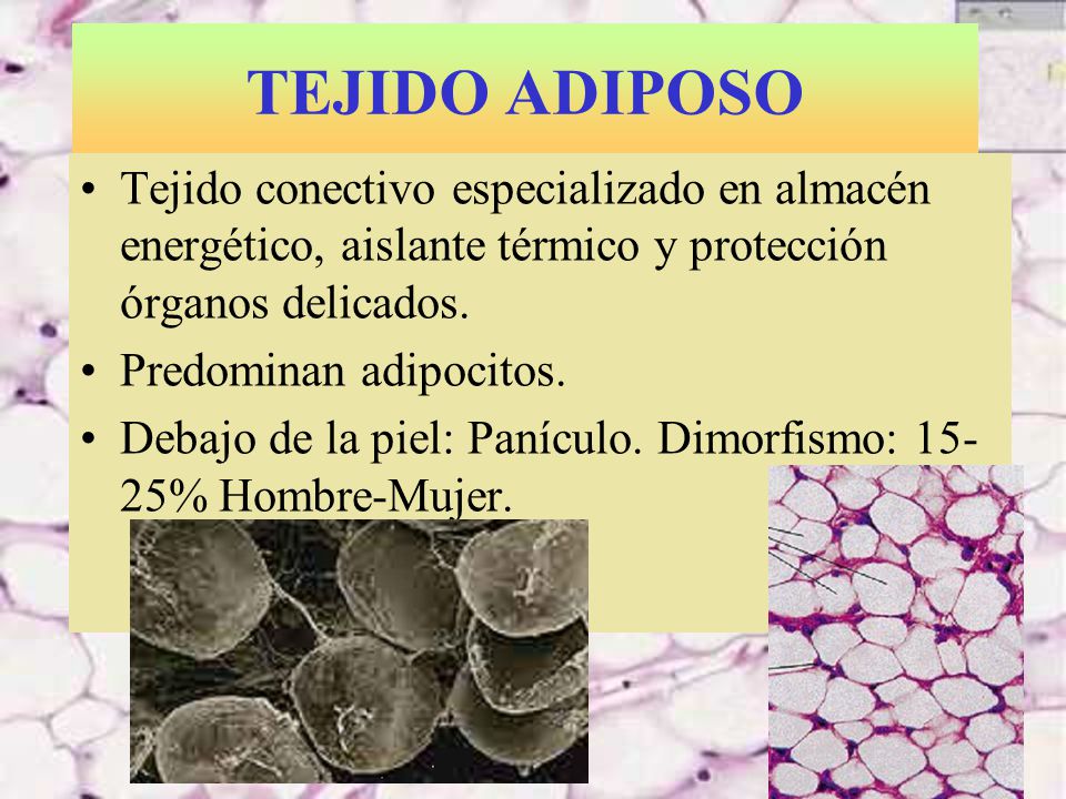TEJIDO ADIPOSO Tejido conectivo especializado en almacén energético, aislante térmico y protección órganos delicados.