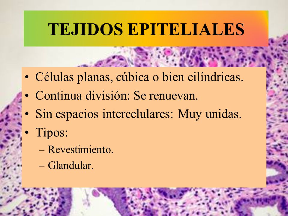 TEJIDOS EPITELIALES Células planas, cúbica o bien cilíndricas.