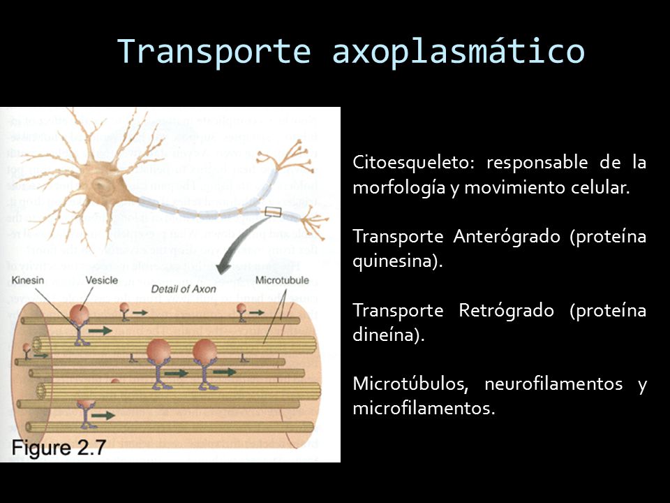 Neurofisiología: conducción, transmisión e integración de señales  neuronales. - ppt video online descargar