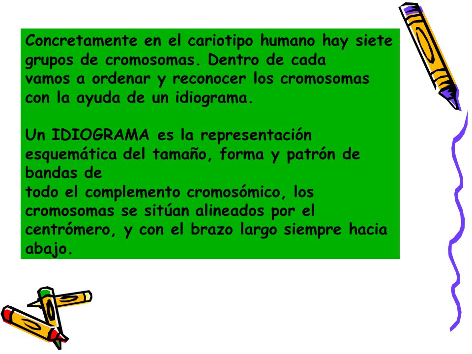 Concretamente en el cariotipo humano hay siete grupos de cromosomas