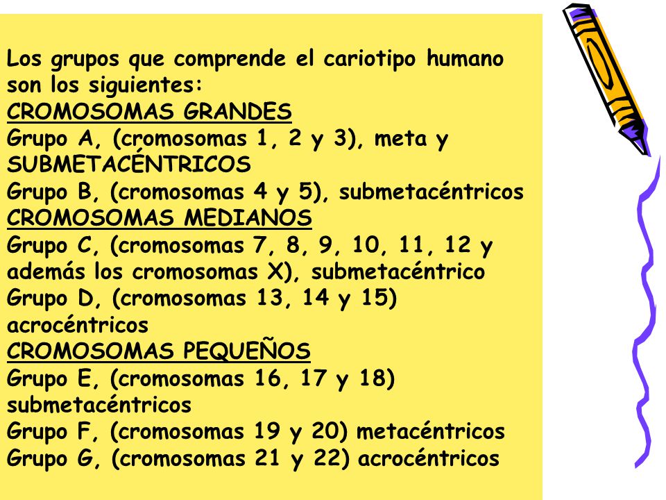 Los grupos que comprende el cariotipo humano son los siguientes: