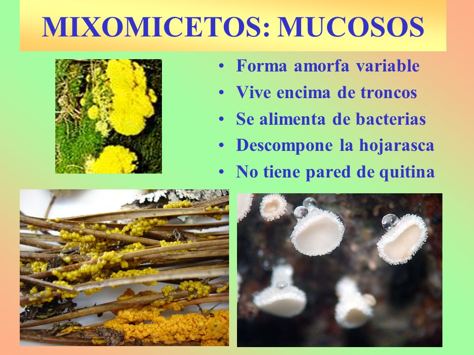 MIXOMICETOS: MUCOSOS Forma amorfa variable Vive encima de troncos