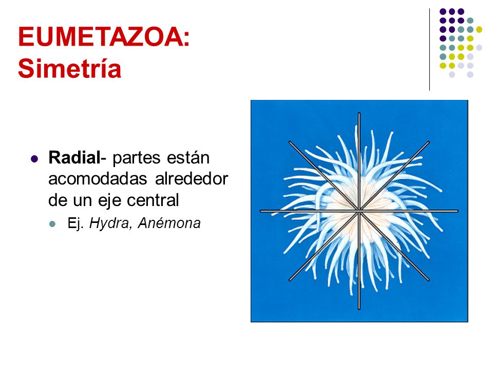EUMETAZOA: Simetría Radial- partes están acomodadas alrededor de un eje central Ej. Hydra, Anémona