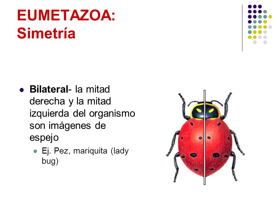 EUMETAZOA: Simetría Bilateral- la mitad derecha y la mitad izquierda del organismo son imágenes de espejo.