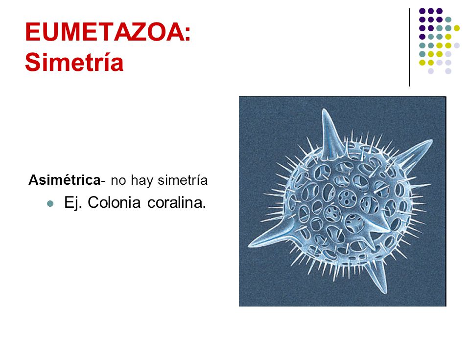 EUMETAZOA: Simetría Asimétrica- no hay simetría Ej. Colonia coralina.