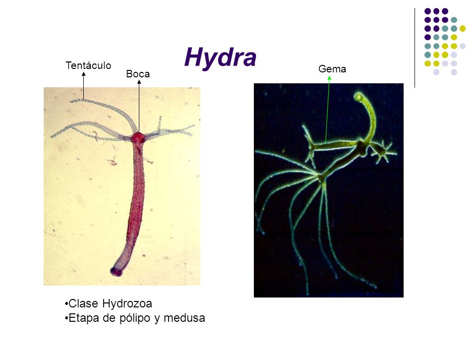 Hydra Tentáculo Gema Boca Clase Hydrozoa Etapa de pólipo y medusa