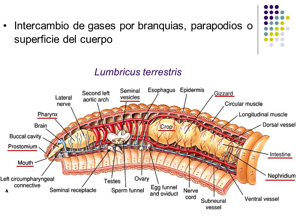 Intercambio de gases por branquias, parapodios o superficie del cuerpo.