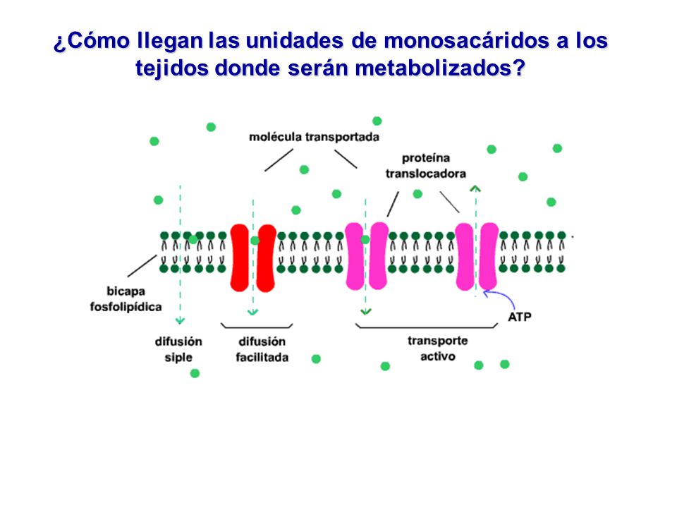 ¿Cómo llegan las unidades de monosacáridos a los tejidos donde serán metabolizados