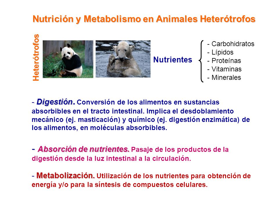 Nutrición y Metabolismo en Animales Heterótrofos