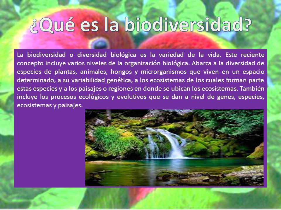 ¿Qué es la biodiversidad
