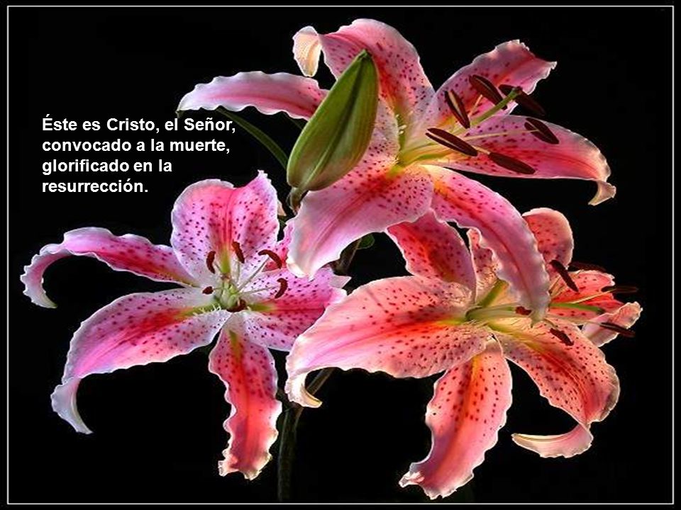 Éste es Cristo, el Señor, convocado a la muerte, glorificado en la resurrección.