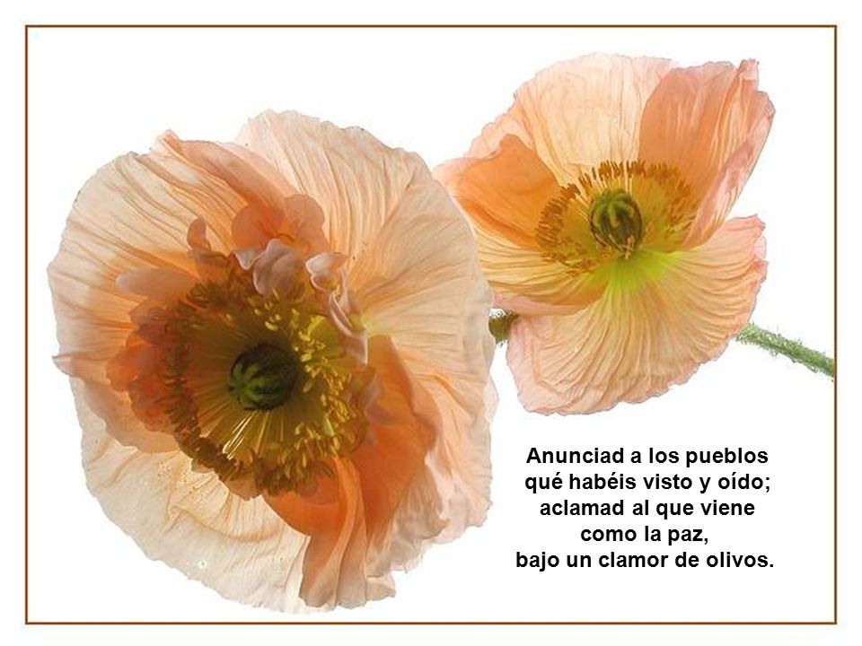 qué habéis visto y oído; bajo un clamor de olivos.