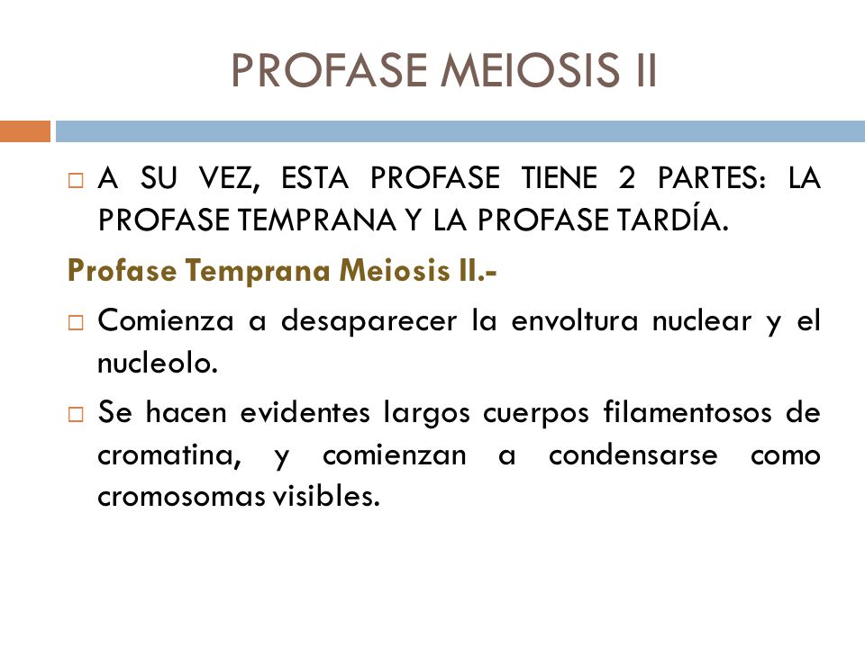 PROFASE MEIOSIS II A SU VEZ, ESTA PROFASE TIENE 2 PARTES: LA PROFASE TEMPRANA Y LA PROFASE TARDÍA.