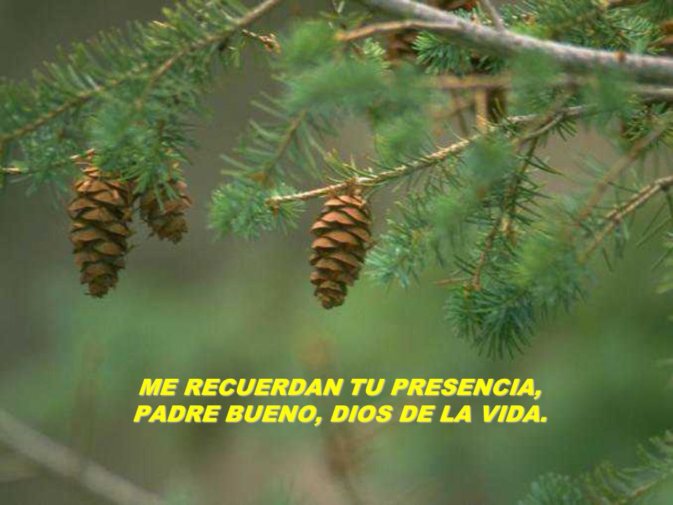 ME RECUERDAN TU PRESENCIA, PADRE BUENO, DIOS DE LA VIDA.
