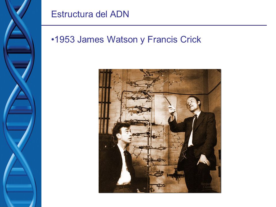 Estructura del ADN 1953 James Watson y Francis Crick