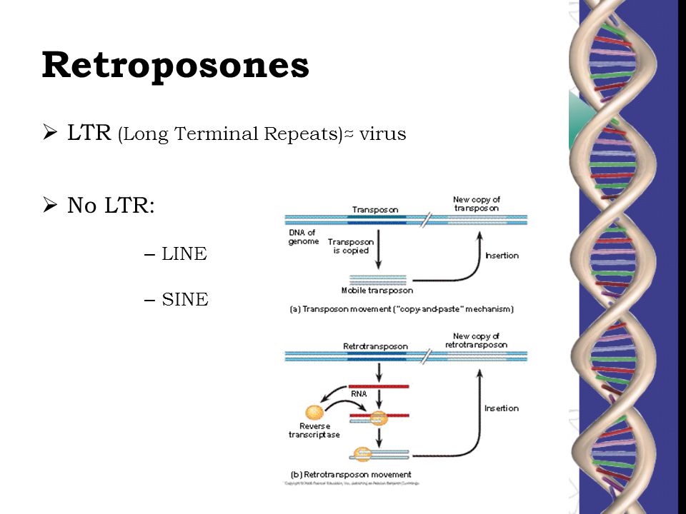 Retroposones LTR (Long Terminal Repeats)≈ virus No LTR: LINE SINE